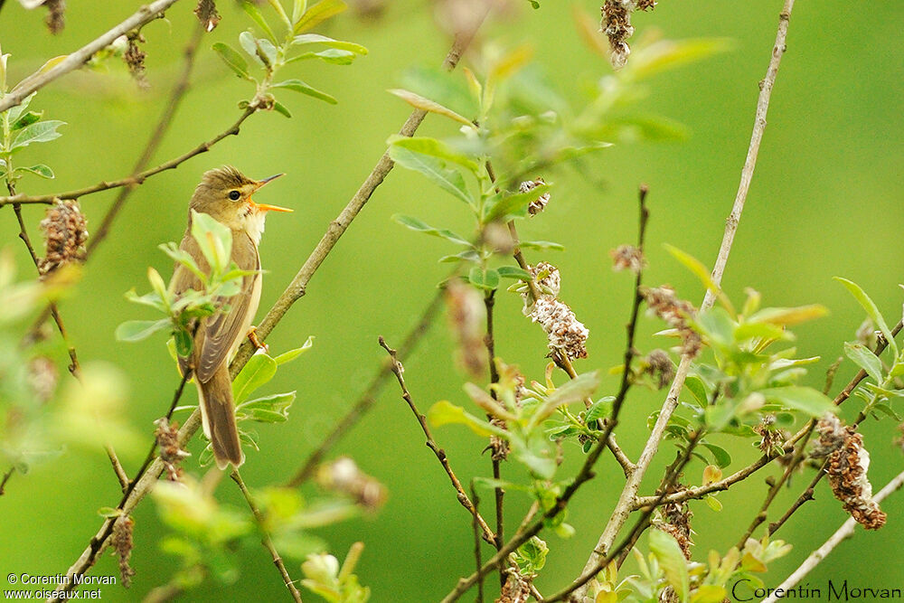 Marsh Warbler