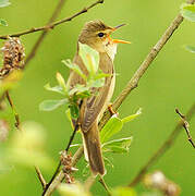 Marsh Warbler