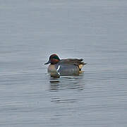 Green-winged Teal