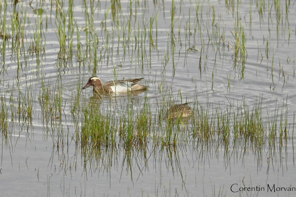 Garganey adult