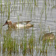 Garganey