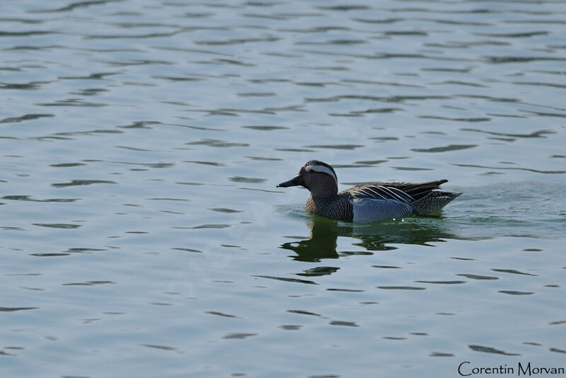 Garganey