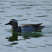 Garganey