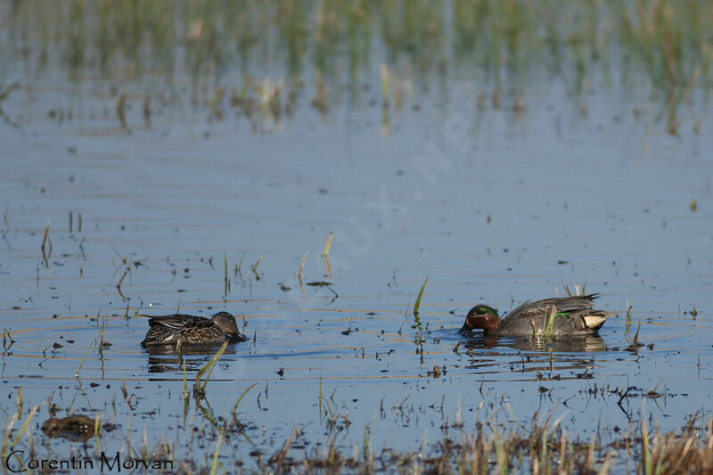 Eurasian Teal