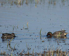 Eurasian Teal