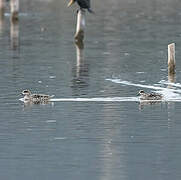 Marbled Duck