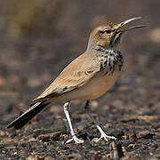 Greater Hoopoe-Lark