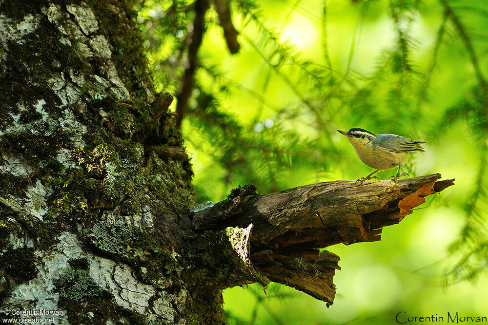 Corsican Nuthatch