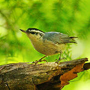 Corsican Nuthatch