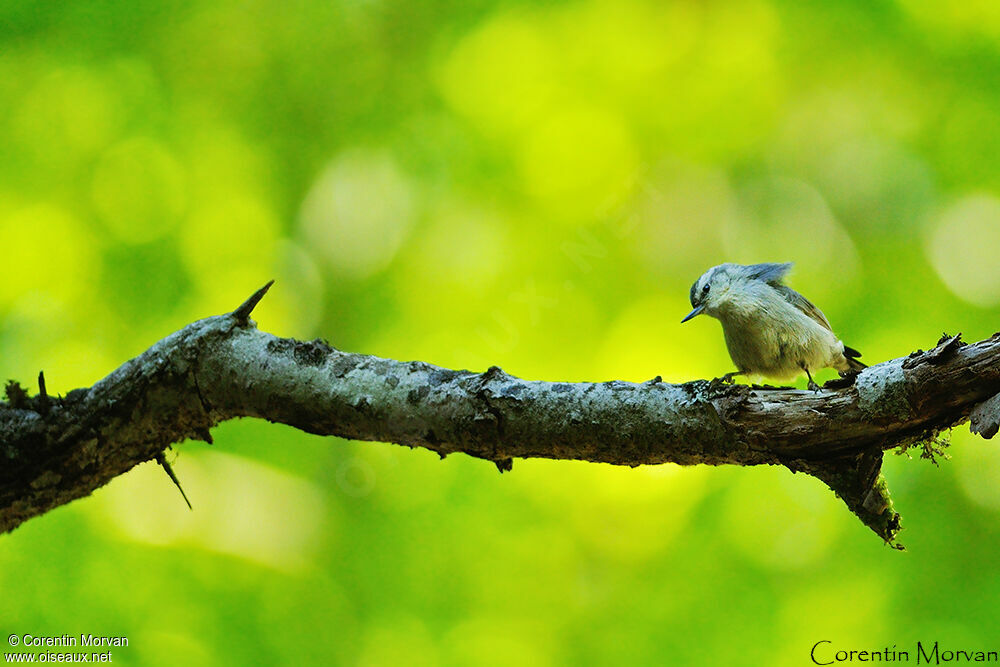 Corsican Nuthatch