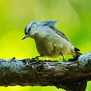 Corsican Nuthatch