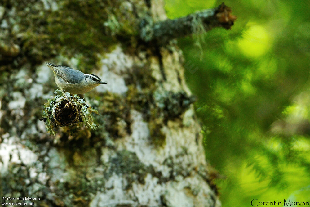 Corsican Nuthatch