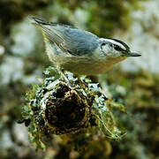 Corsican Nuthatch