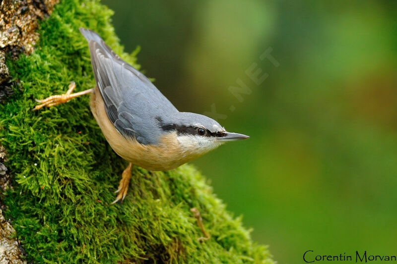 Eurasian Nuthatch