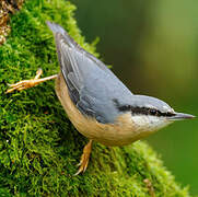 Eurasian Nuthatch