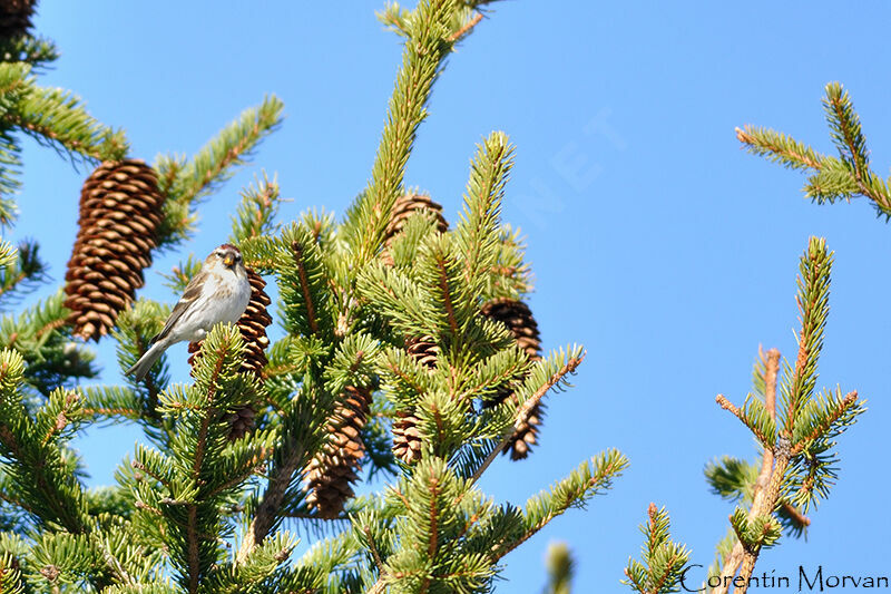 Common Redpoll