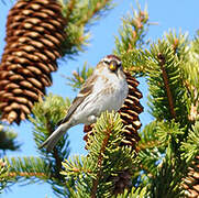 Common Redpoll