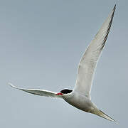 Arctic Tern