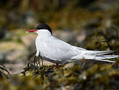 Arctic Tern