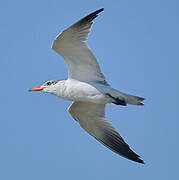 Caspian Tern