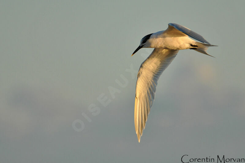 Sandwich Tern