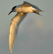 Sandwich Tern