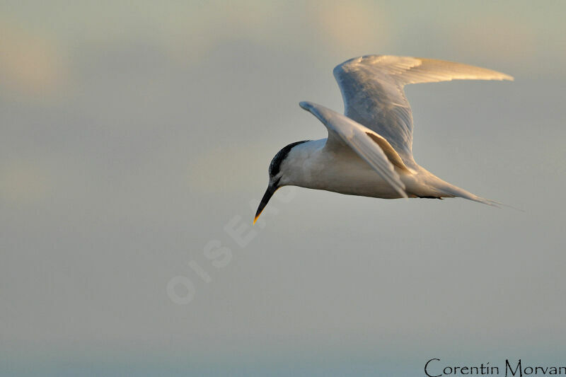 Sandwich Tern