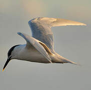 Sandwich Tern