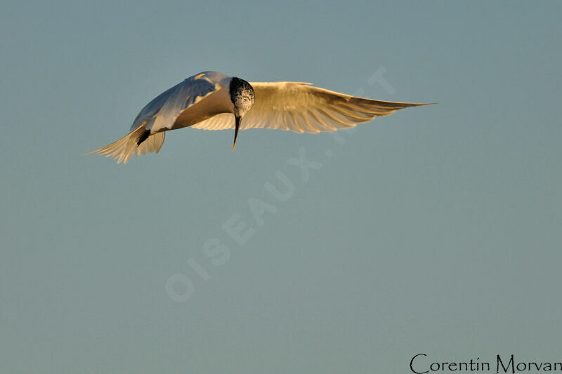 Sandwich Tern