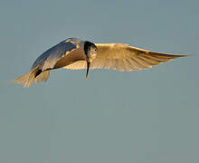 Sandwich Tern