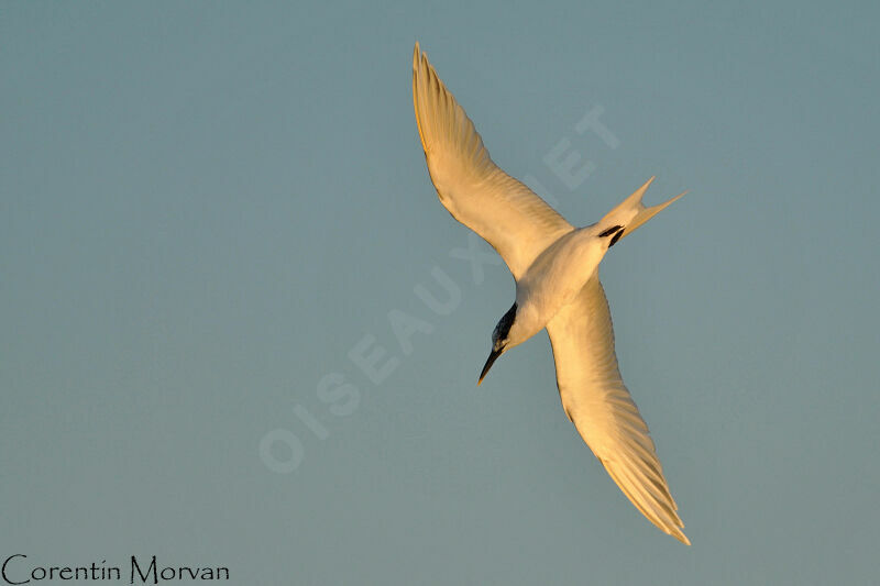 Sandwich Tern