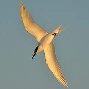 Sandwich Tern