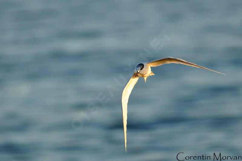 Sandwich Tern