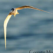 Sandwich Tern