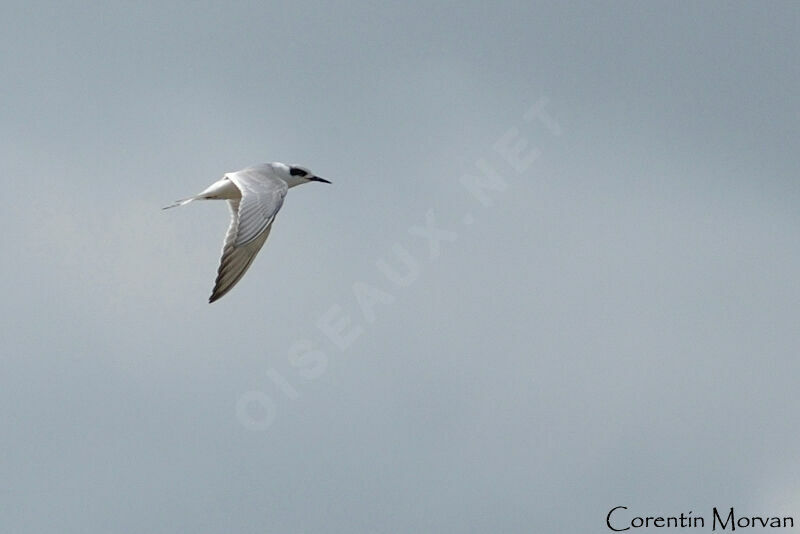 Forster's Tern