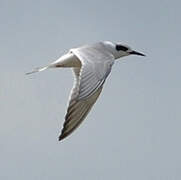 Forster's Tern