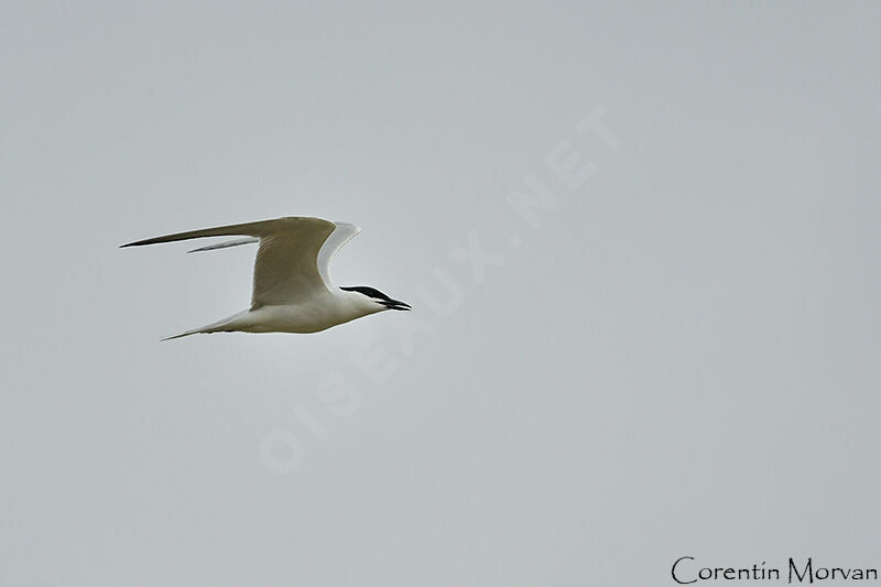 Gull-billed Tern