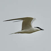 Gull-billed Tern