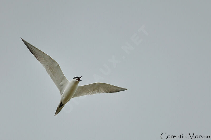 Gull-billed Tern