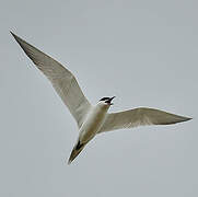 Gull-billed Tern