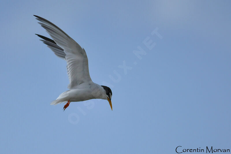 Little Tern