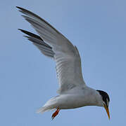 Little Tern