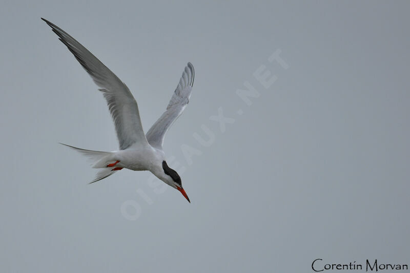 Common Tern