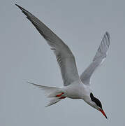 Common Tern