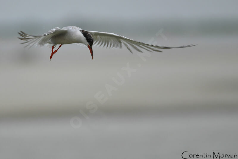 Common Tern