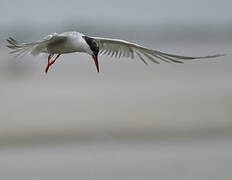 Common Tern