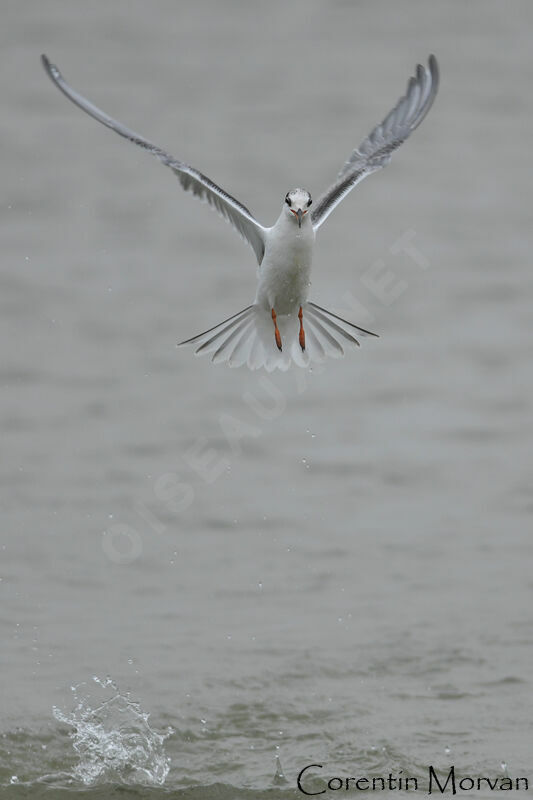 Common Tern