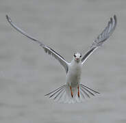 Common Tern