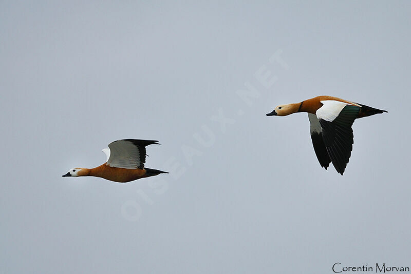 Ruddy Shelduck