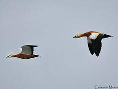 Ruddy Shelduck